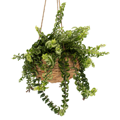 Plante rouge à lèvres - Aeschynanthus pulcher - Hauteur 20-30cm - ⌀15cm
