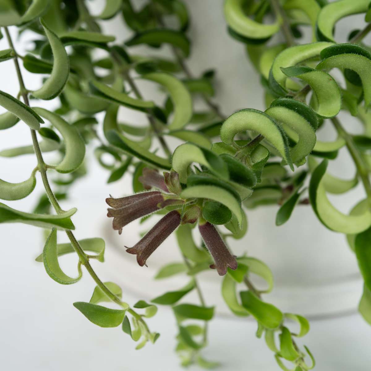 Lipstick Plant - 2 pcs. - Aeschynanthus pulcher - Height 20-30cm - ⌀15cm