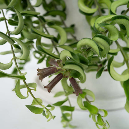 Lipstick Plant - 2 pcs. - Aeschynanthus pulcher - Height 20-30cm - ⌀15cm