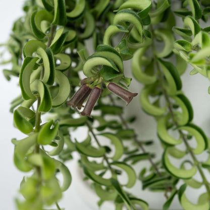 Lipstick Plant - 2 pcs. - Aeschynanthus pulcher - Height 20-30cm - ⌀15cm