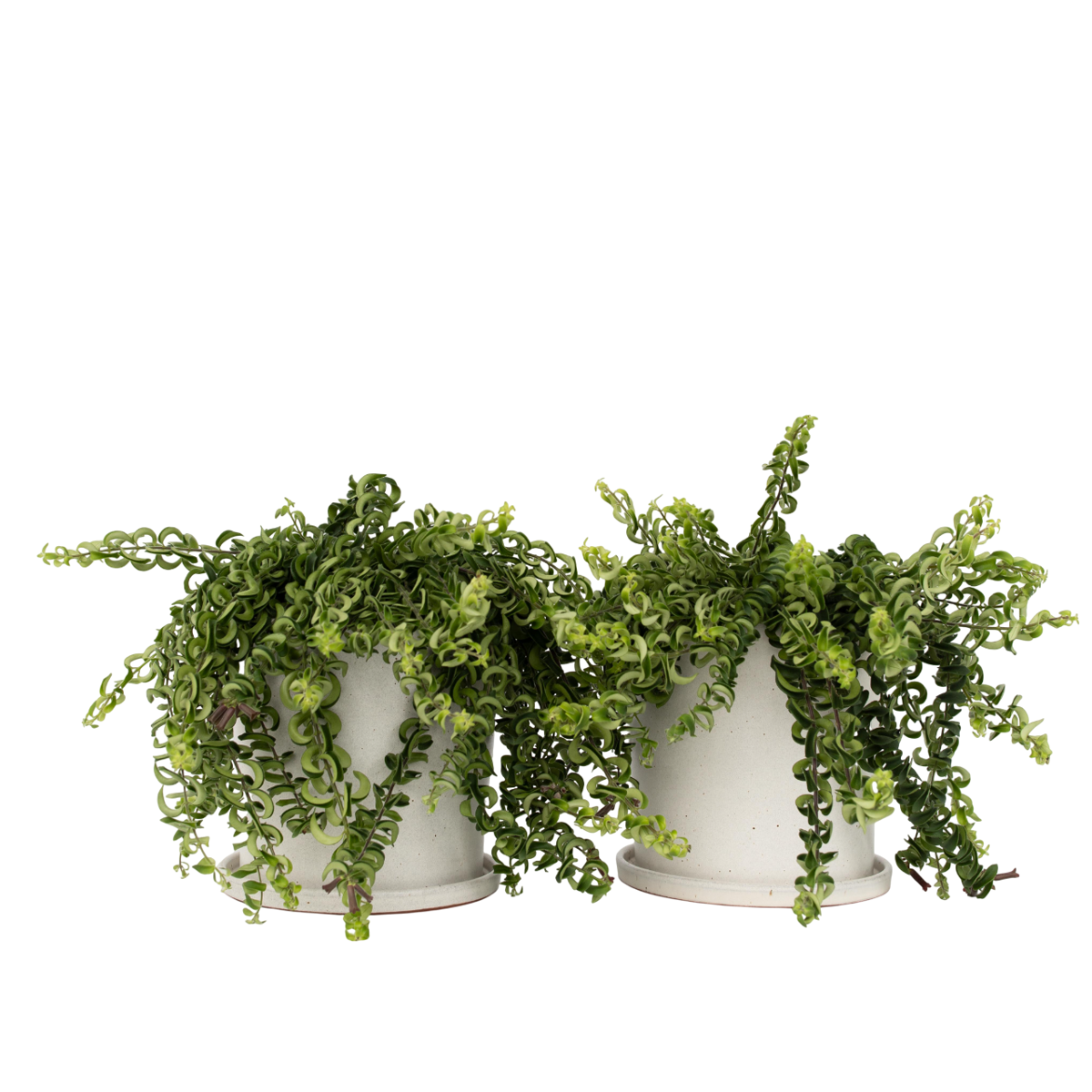 Lipstick Plant - 2 pcs. - Aeschynanthus pulcher - Height 20-30cm - ⌀15cm