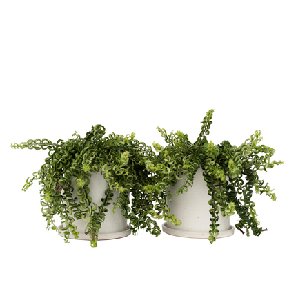Lipstick Plant - 2 pcs. - Aeschynanthus pulcher - Height 20-30cm - ⌀15cm