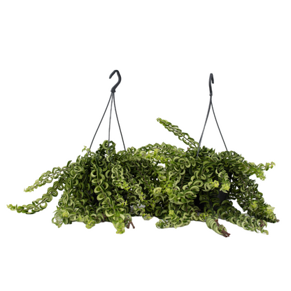 Lipstick Plant - 2 pcs. - Aeschynanthus pulcher - Height 20-30cm - ⌀15cm