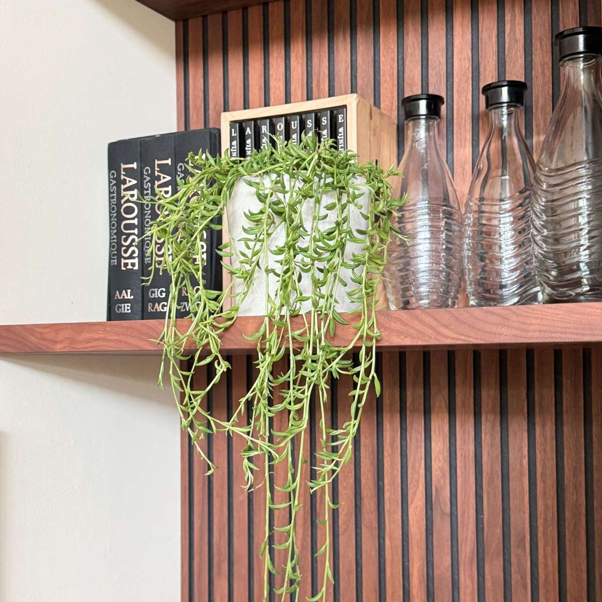 Collier de perles - Senecio radicans - Hauteur 10-20cm - ⌀12cm