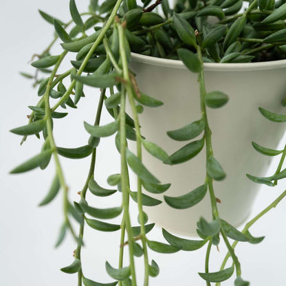 Collier de perles - Senecio radicans - Hauteur 10-20cm - ⌀12cm