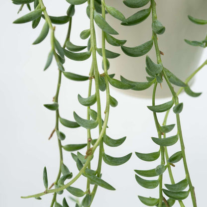 Collier de perles - Senecio radicans - Hauteur 10-20cm - ⌀12cm