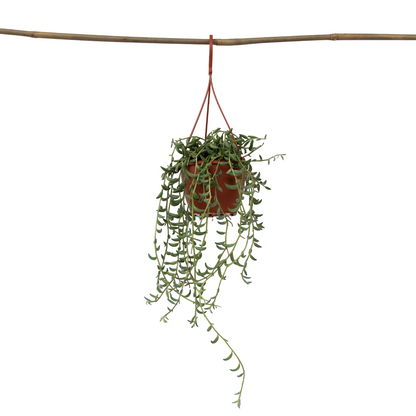 Collier de perles - Senecio radicans - Hauteur 10-20cm - ⌀12cm