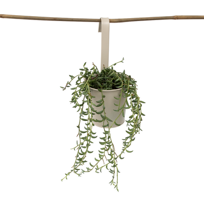 Collier de perles - Senecio radicans - Hauteur 10-20cm - ⌀12cm