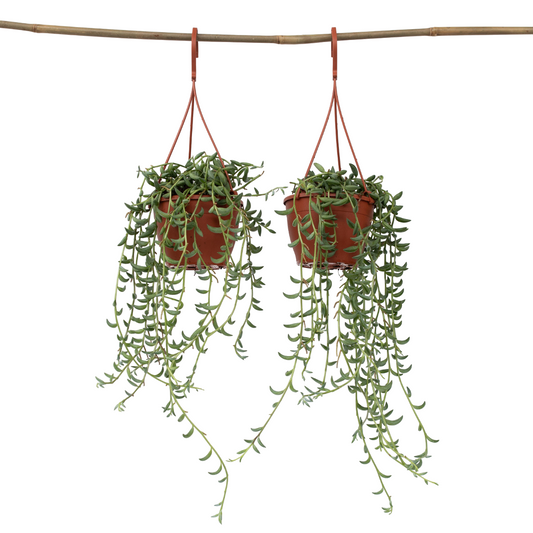 String of Bananas - 2 pcs. - Senecio radicans - Height 10-20cm - ⌀12cm