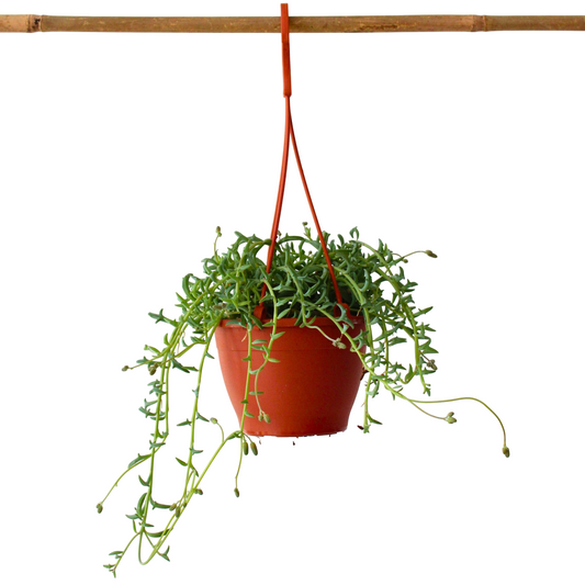 String of Dolphins - Senecio peregrinus - Height 10-20cm - ⌀12cm