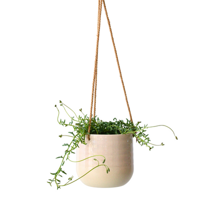 Plante tortue - Senecio peregrinus - Hauteur 10-20cm - ⌀12cm