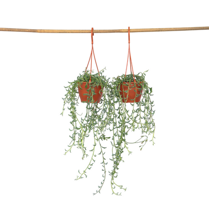 Plante tortue - Set de 2 - Senecio peregrinus - Hauteur 10-20cm - ⌀12cm