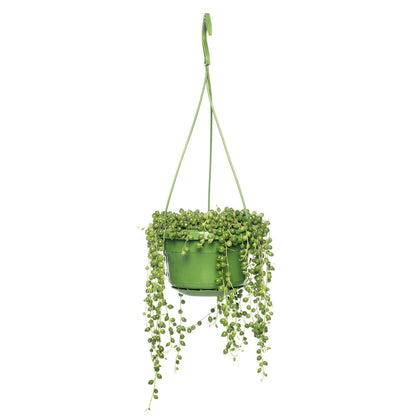 String of Pearls - Senecio rowleyanus - Height 20-30cm - ⌀14cm