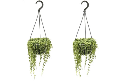 String of Pearls - 2 pcs. - Senecio rowleyanus - Height 20-30cm - ⌀14cm