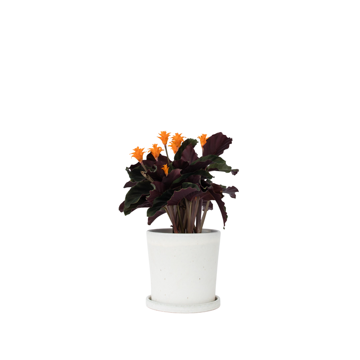 Calathée - Calathea crocata 'Tassmania' - Hauteur 40-50cm - ⌀14cm