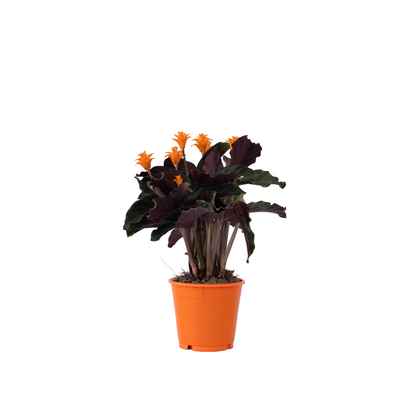 Calathée - Calathea crocata 'Tassmania' - Hauteur 40-50cm - ⌀14cm