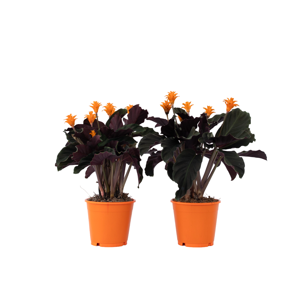 Calathée - Set de 2 - Calathea crocata 'Tassmania' - Hauteur 40-50cm - ⌀14cm