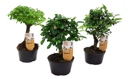 Bonsaï - Set de 3 - Bonsai - Hauteur 20-30cm - ⌀9,5cm