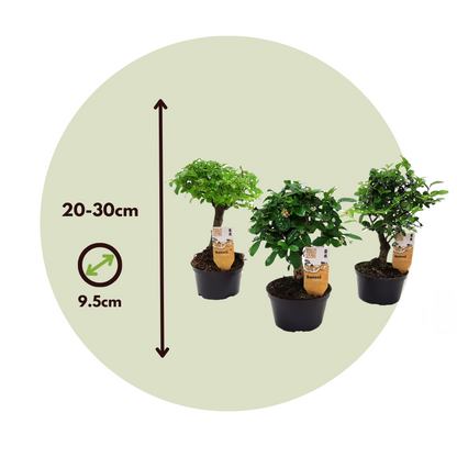 Bonsaï - Set de 3 - Bonsai - Hauteur 20-30cm - ⌀9,5cm