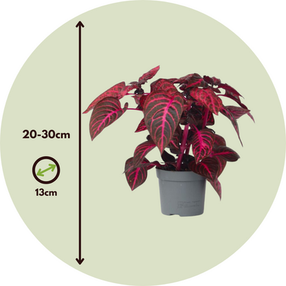 Feuille de sang - Set de 2 - Iresine herbstii - Hauteur 20-30cm - ⌀13cm