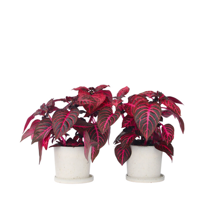 Feuille de sang - Set de 2 - Iresine herbstii - Hauteur 20-30cm - ⌀13cm