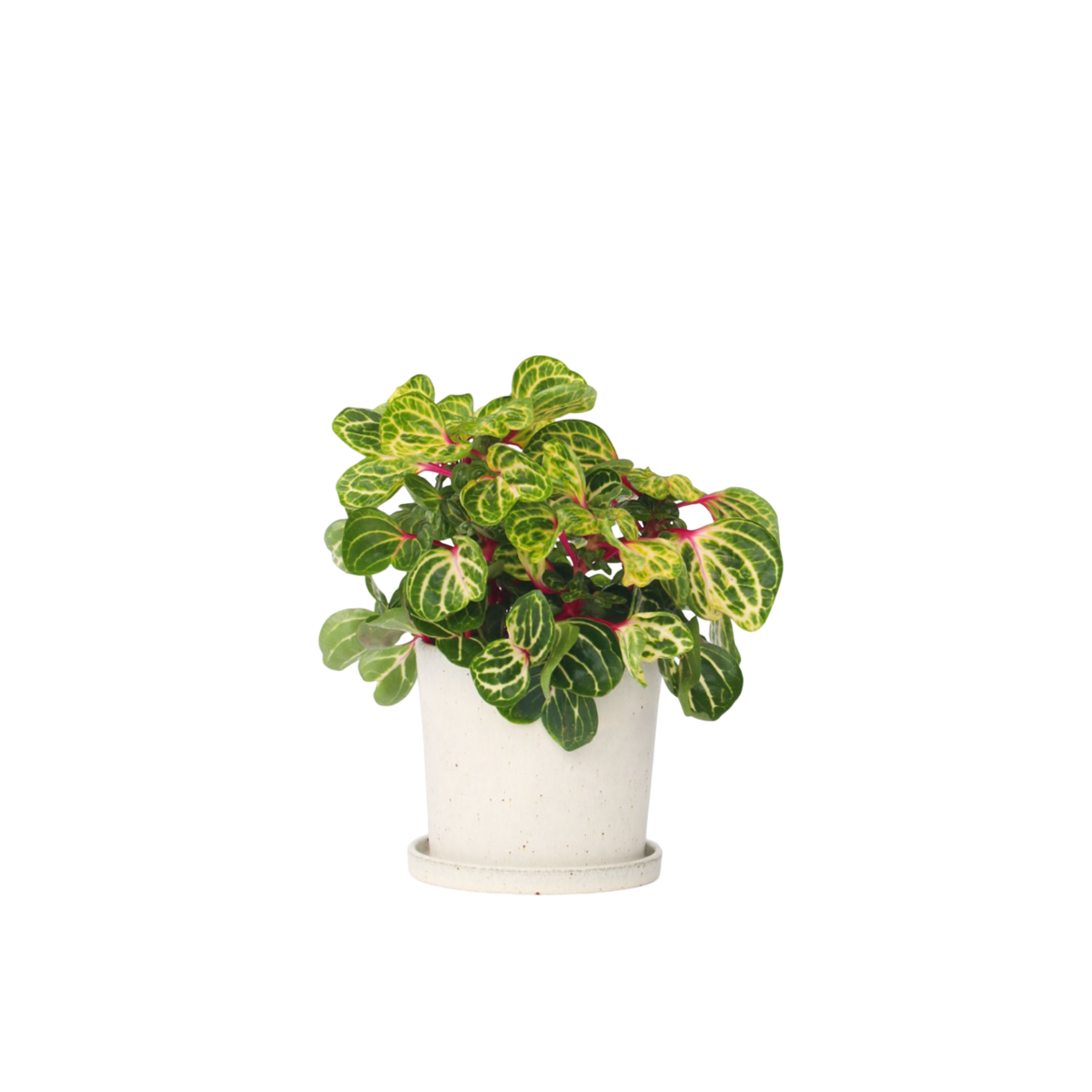 Feuille de sang - Iresine herbstii - Hauteur 20-30cm - ⌀13cm - TD Plantz