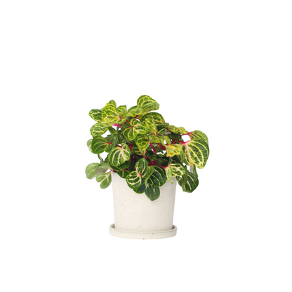 Feuille de sang - Iresine herbstii - Hauteur 20-30cm - ⌀13cm - TD Plantz