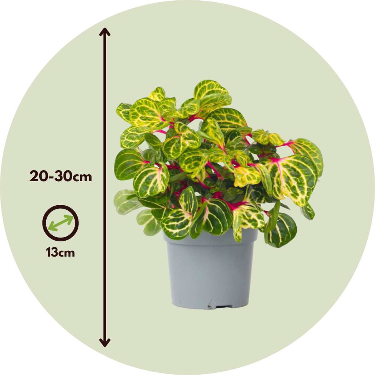 Feuille de sang - Set de 2 - Iresine herbstii - Hauteur 20-30cm - ⌀13cm