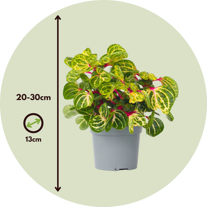 Feuille de sang - Set de 2 - Iresine herbstii - Hauteur 20-30cm - ⌀13cm