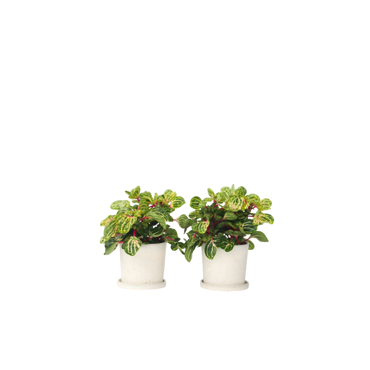Feuille de sang - Set de 2 - Iresine herbstii - Hauteur 20-30cm - ⌀13cm