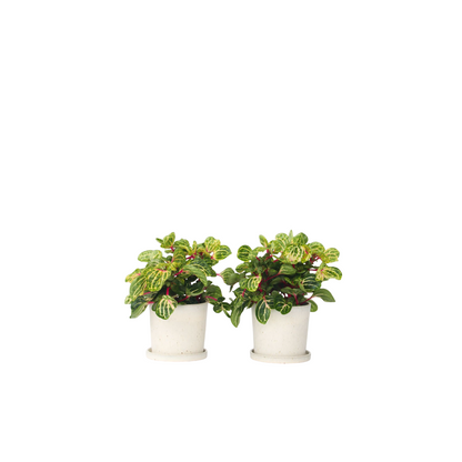 Feuille de sang - Set de 2 - Iresine herbstii - Hauteur 20-30cm - ⌀13cm