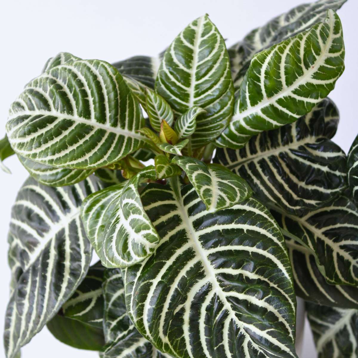 Plante à feuilles panachées - Aphelandra squarrosa 'Botanica' - H25-45cm - ⌀13cm