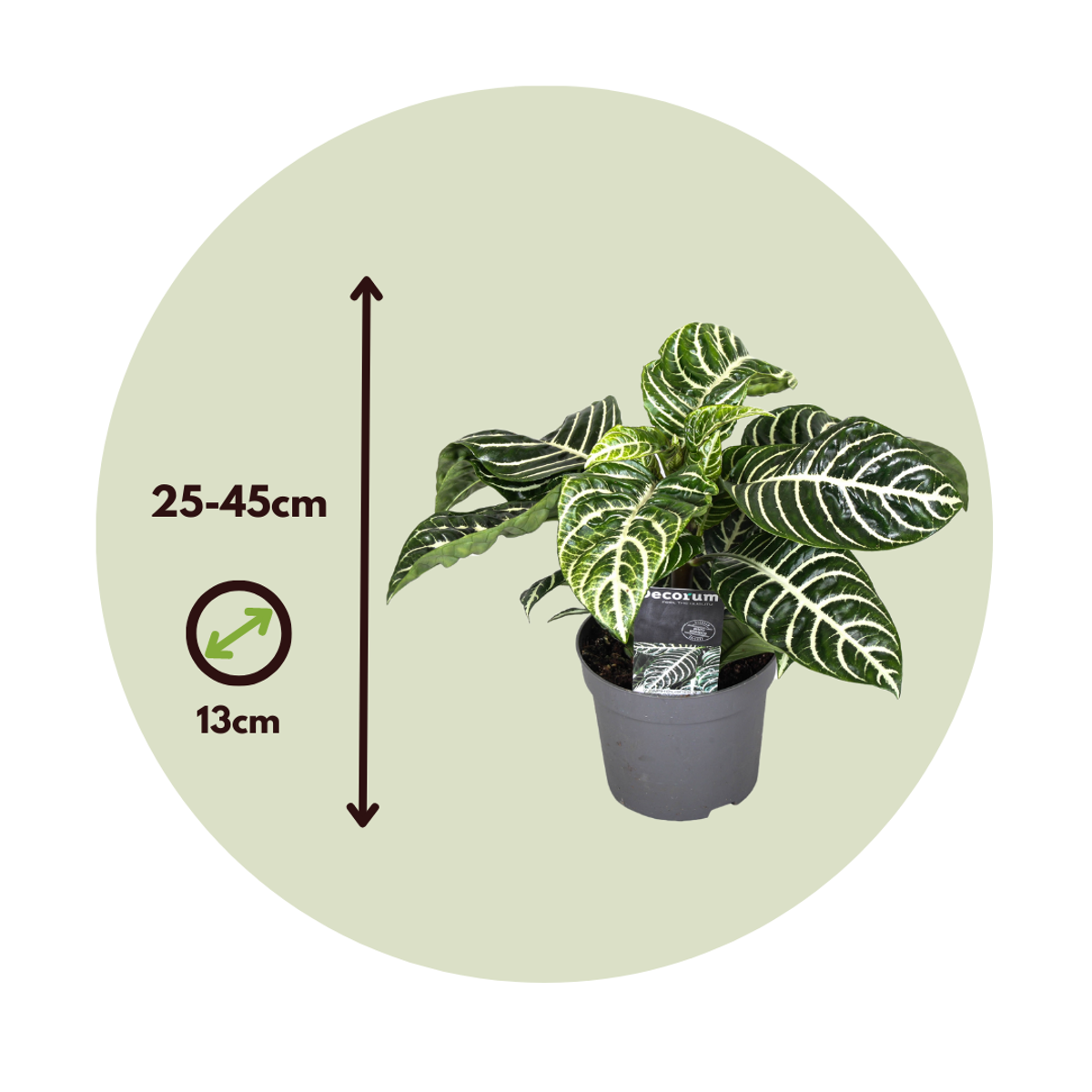 Plante à feuilles panachées - Aphelandra squarrosa 'Botanica' - H25-45cm - ⌀13cm