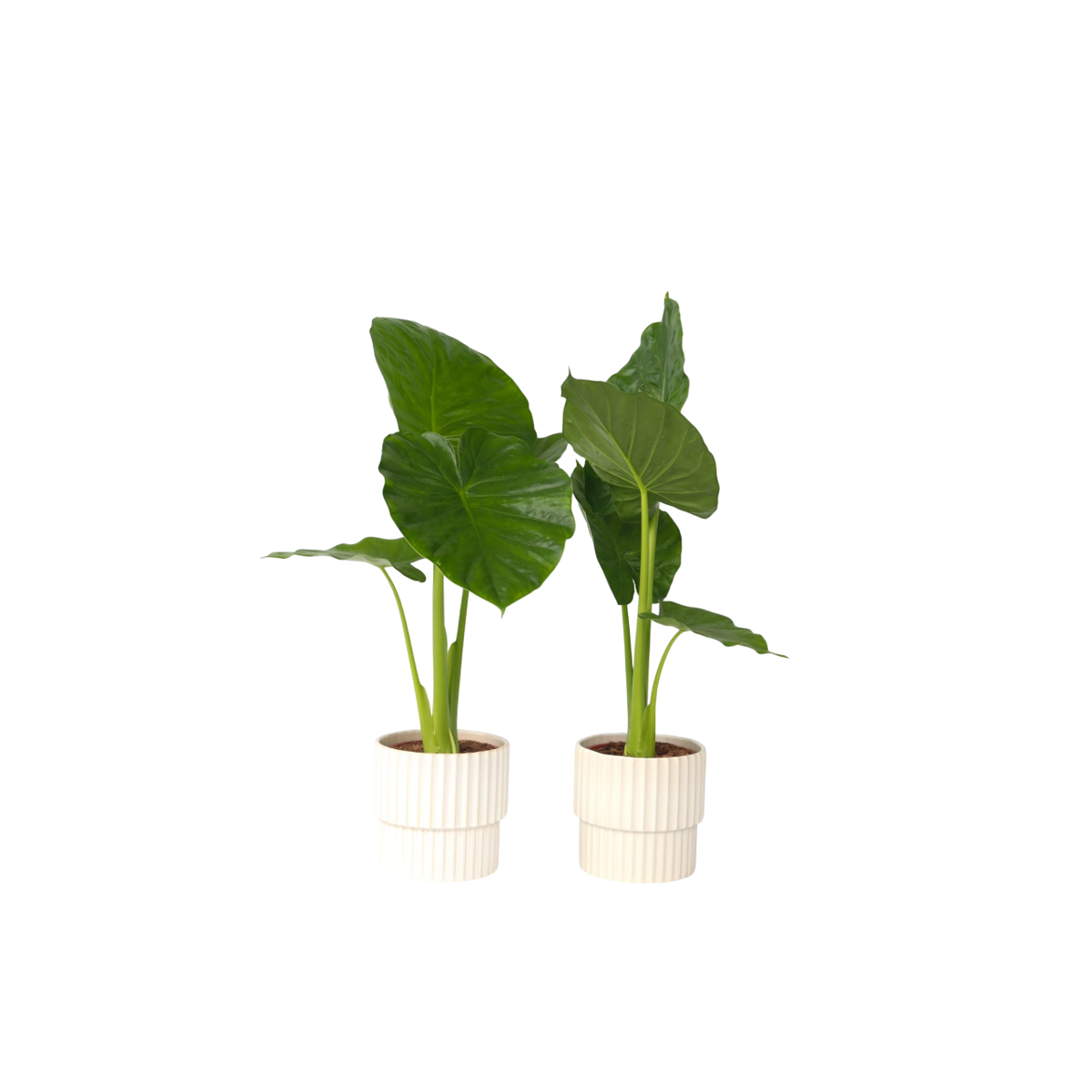 Plante éléphant - Set de 2 - Alocasia 'Odora' - Hauteur 55-75cm - ⌀17cm