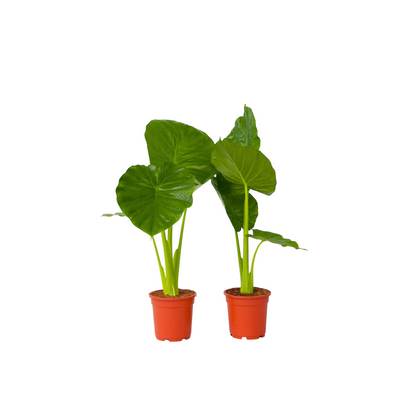 Plante éléphant - Set de 2 - Alocasia 'Odora' - Hauteur 55-75cm - ⌀17cm