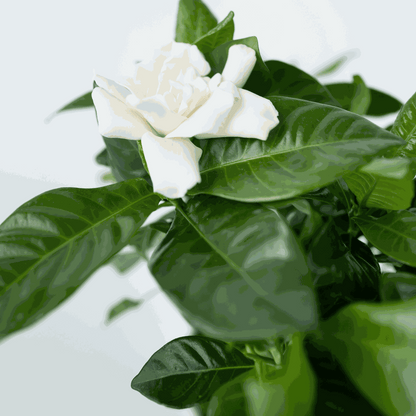Jasmin du Cap - Gardenia jasminoides - Hauteur 20-30cm - ⌀13cm