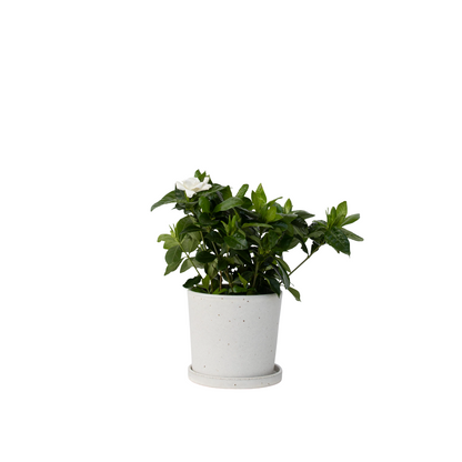 Jasmin du Cap - Gardenia jasminoides - Hauteur 20-30cm - ⌀13cm