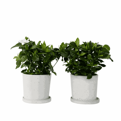 Jasmin du Cap - Set de 2 - Gardenia jasminoides - Hauteur 20-30cm - ⌀13cm