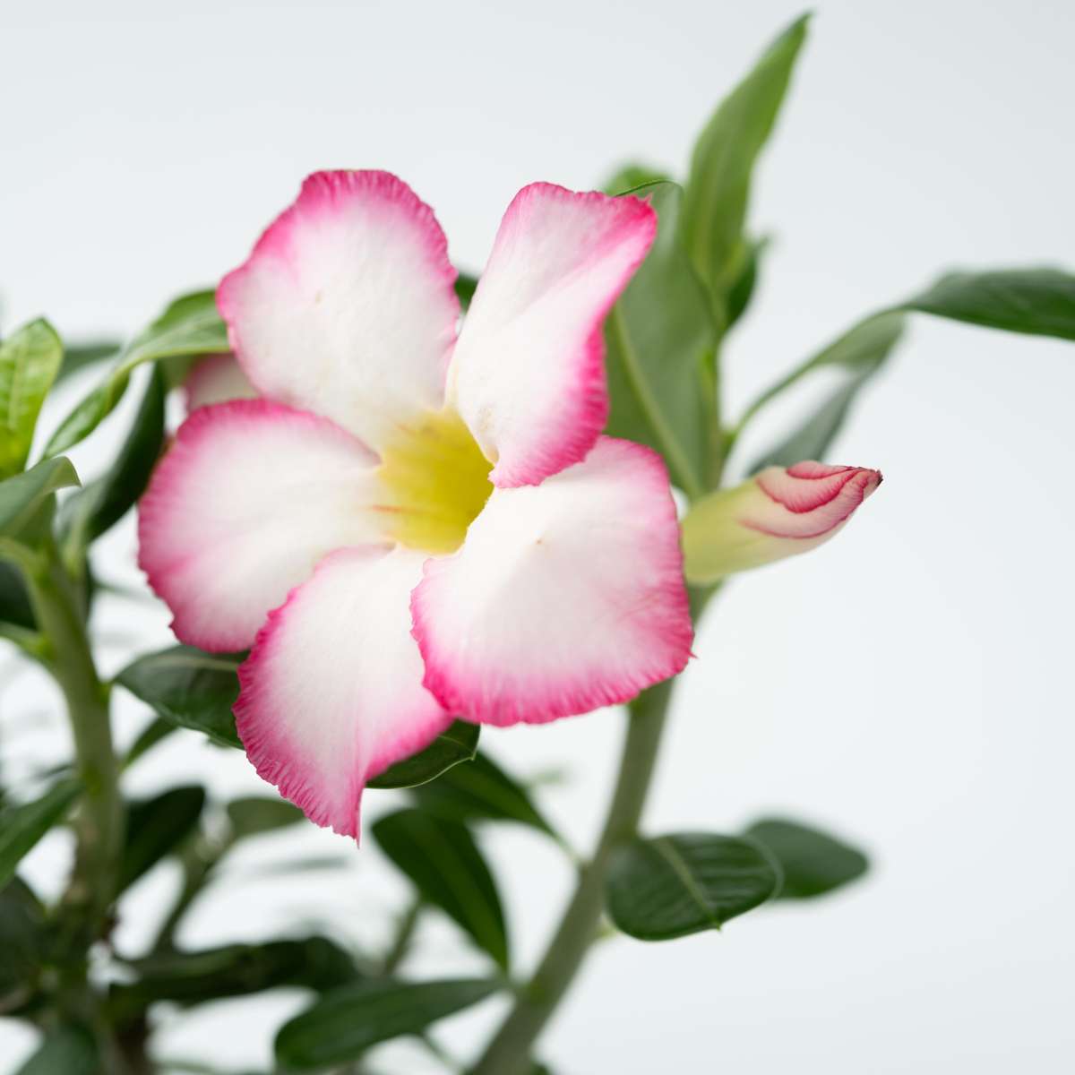 Rose du désert - Adenium obesum 'Pink Star' - Hauteur 30-45cm - ⌀13cm - TD Plantz
