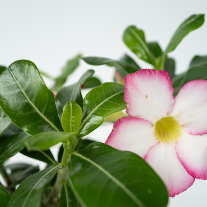 Rose du désert - Adenium obesum 'Pink Star' - Hauteur 30-45cm - ⌀13cm - TD Plantz