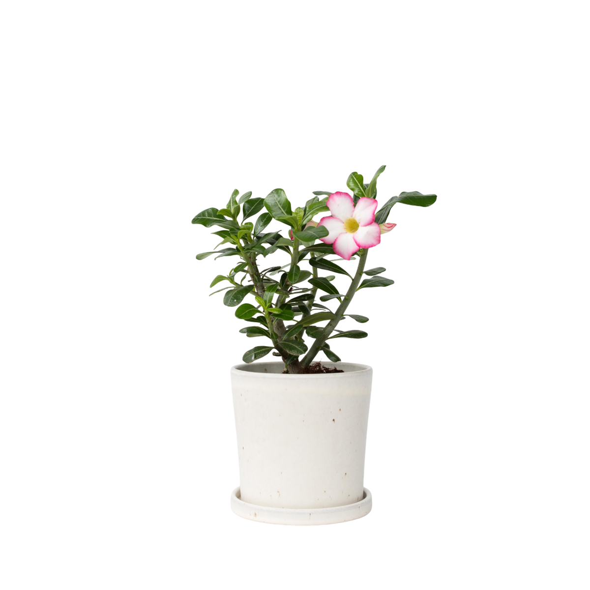 Rose du désert - Adenium obesum 'Pink Star' - Hauteur 30-45cm - ⌀13cm - TD Plantz