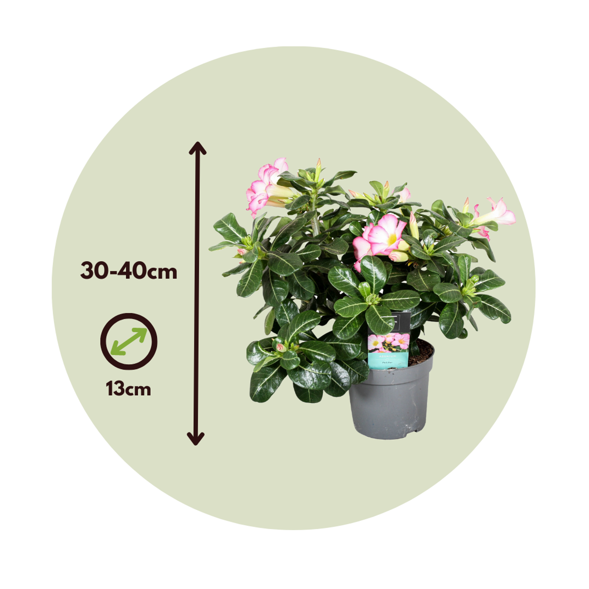 Rose du désert - Adenium obesum 'Pink Star' - Hauteur 30-45cm - ⌀13cm - TD Plantz