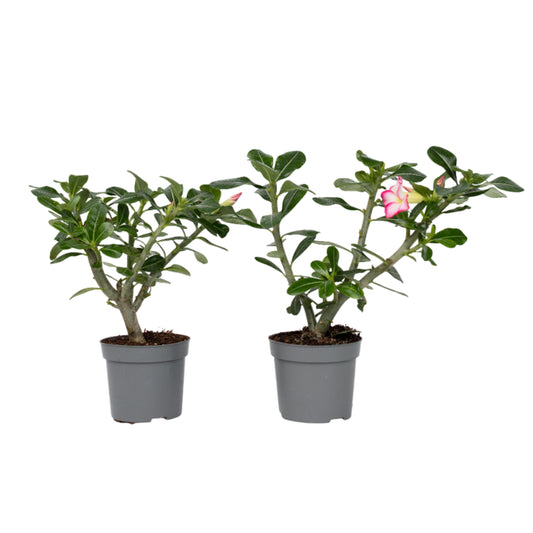 Desert rose - 2 pcs. - Adenium obesum - Height 30-45cm - ⌀13cm