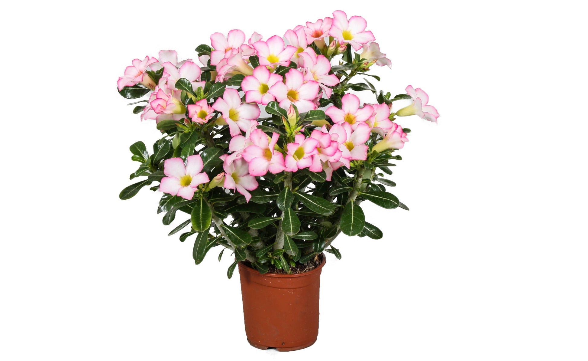 Rose du désert - Adenium obesum 'Pink Star' - Hauteur 30-50cm - ⌀14cm - TD Plantz