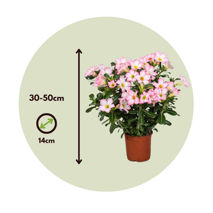 Rose du désert - Adenium obesum 'Pink Star' - Hauteur 30-50cm - ⌀14cm - TD Plantz