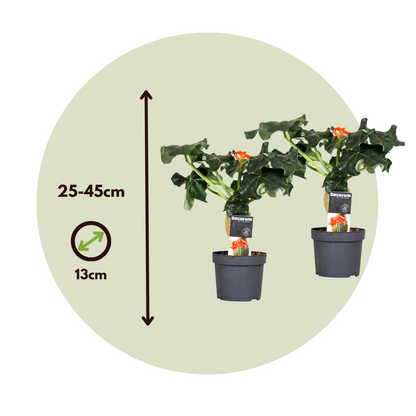 Podagre - Set de 2 - Jatropha podagrica - Hauteur 25-45cm - ⌀13cm - TD Plantz