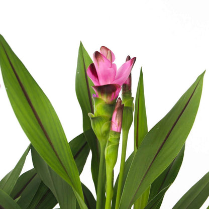 Plante Tropicale - Set de 4 - Curcuma 'Siam Splash' - Hauteur 40-60cm - ⌀13cm