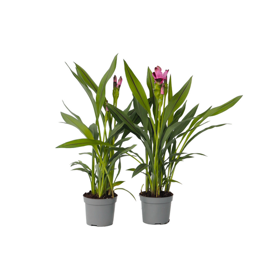 Thai Tulip - 4 pcs. - Curcuma alismatifolia 'Siam Splash' - H40-60cm - ⌀13cm
