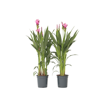 Plante Tropicale - Set de 2 - Curcuma 'Siam Supreme' - Hauteur 70-90cm - ⌀19cm
