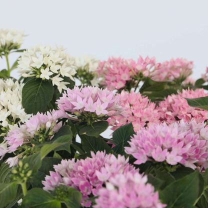 Fleur étoilée - Set de 3 - Pentas lanceolata - Hauteur 25-45cm - ⌀13cm